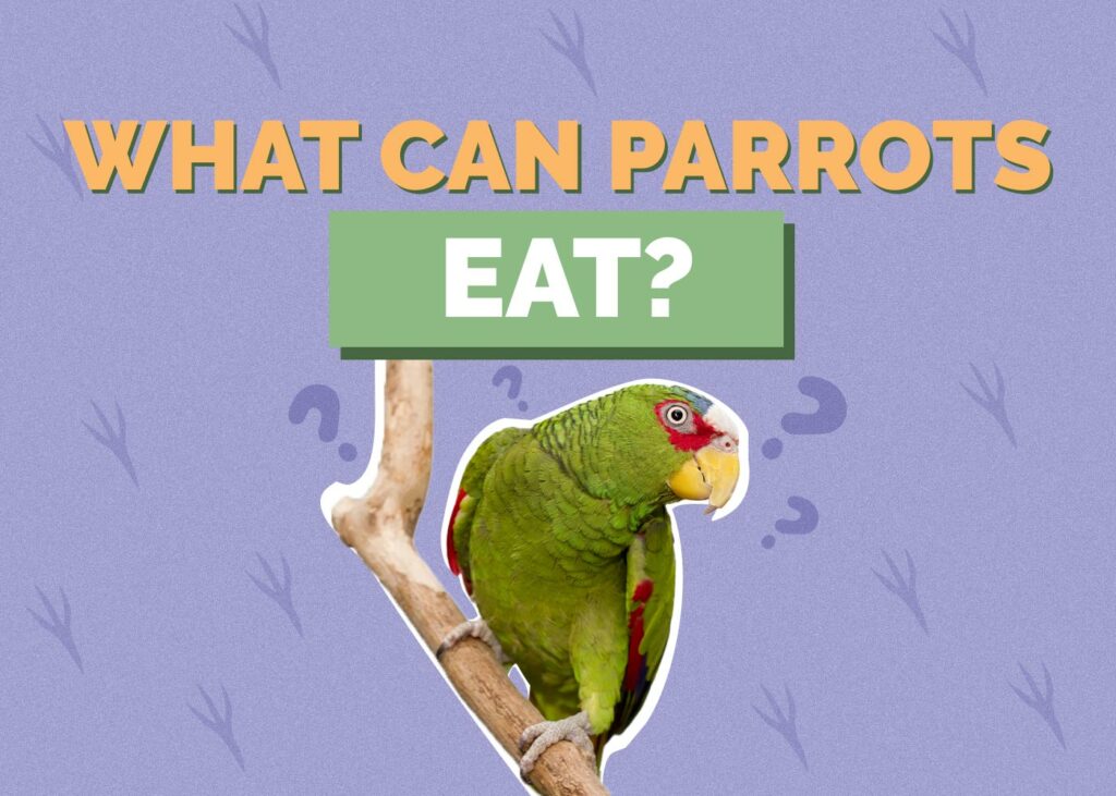 What Can Parrots Eat