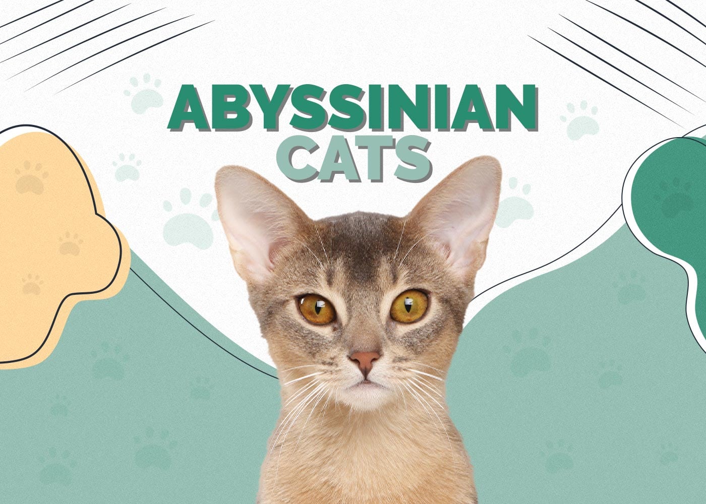 Abyssinian Cat