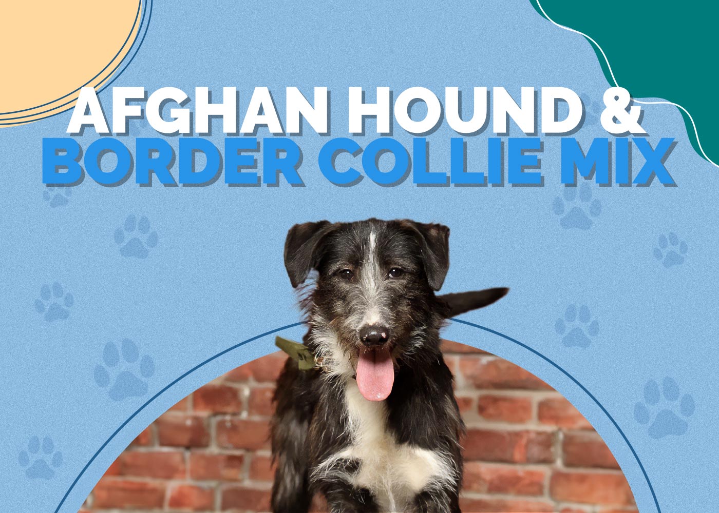 Afghan Hound & Border Collie Mix