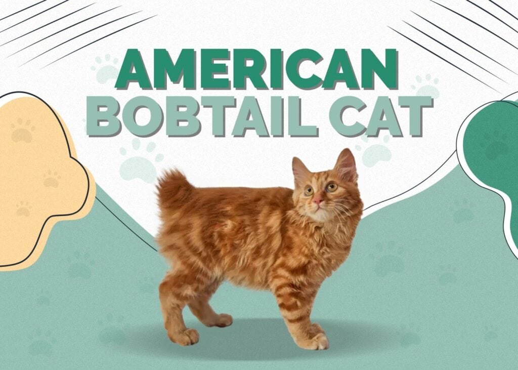 American Bobtail Cat