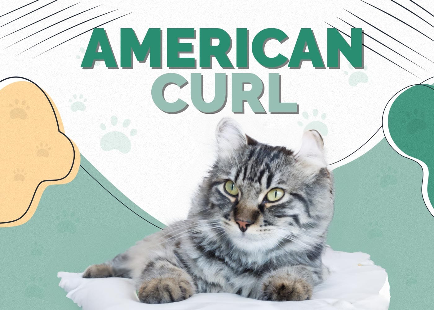 American Curl Cat