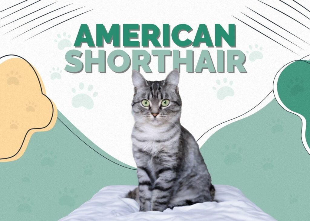 American Shorthair Cat