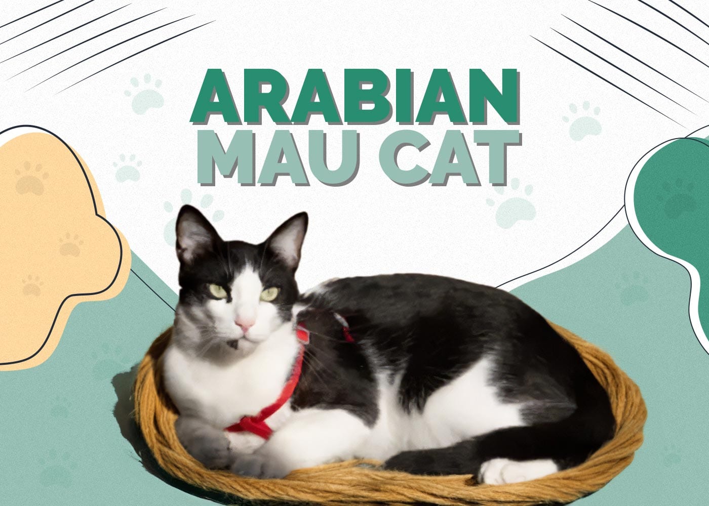 Arabian Mau Cat