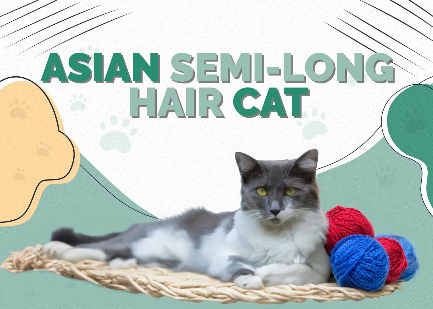 Asian Semi-Longhair Cat
