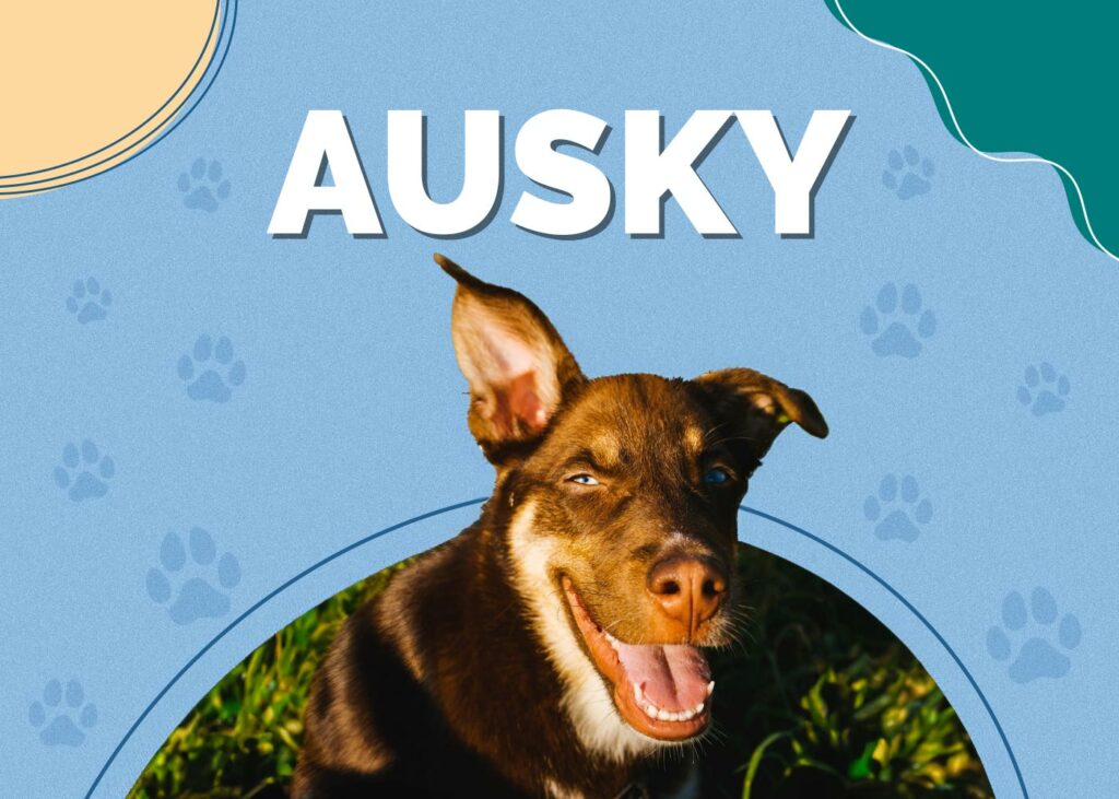 Ausky (Australian Cattle Dog & Husky Mix)