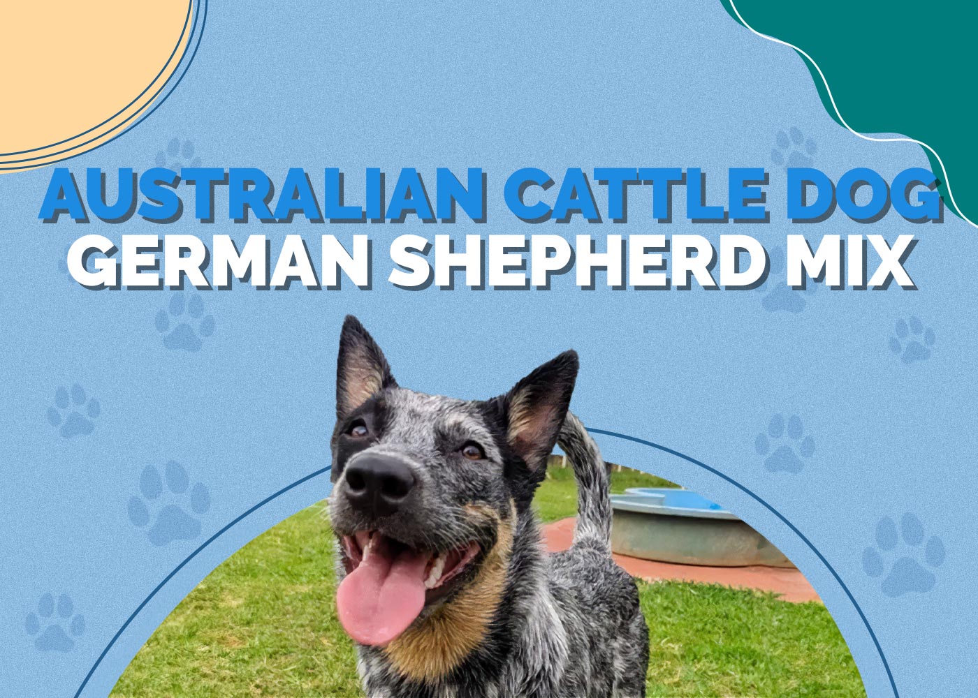Australian Cattle Dog German Shepherd Mix