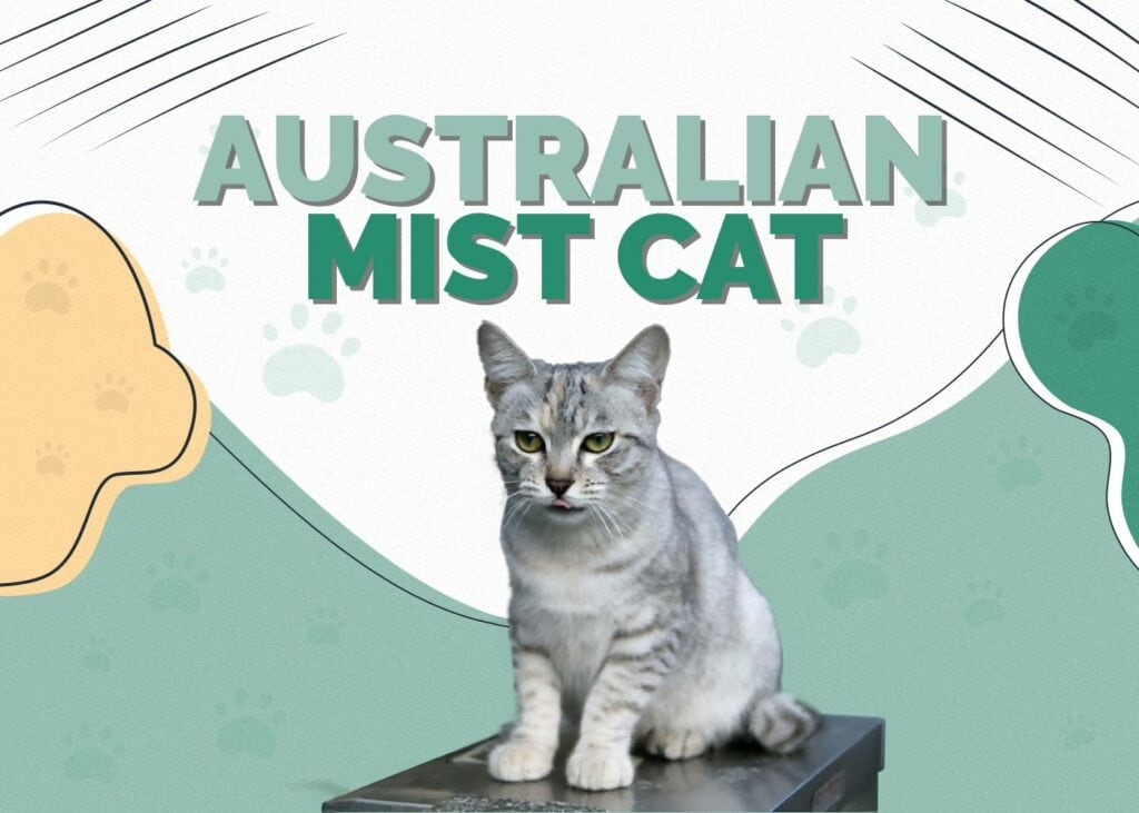 Australian Mist Cat
