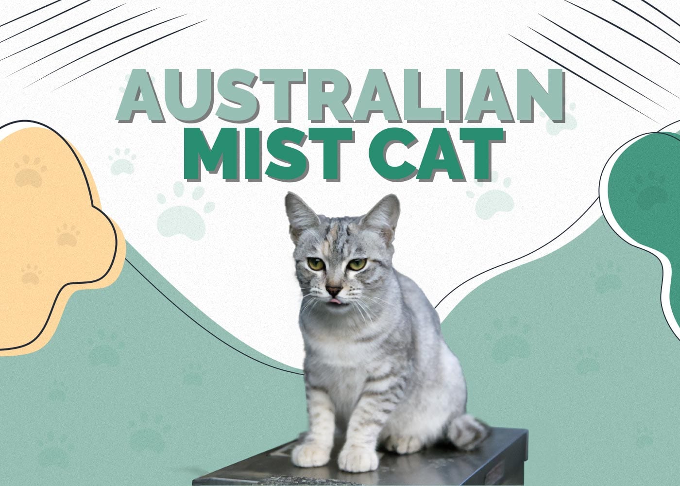 Australian Mist Cat