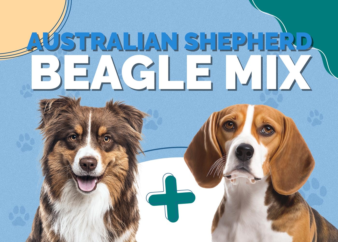 Australian Shepherd Beagle Mix