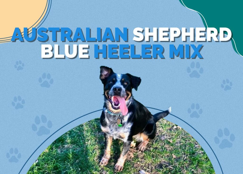 Australian Shepherd Blue Heeler Mix: Info, Pictures, Traits & Facts