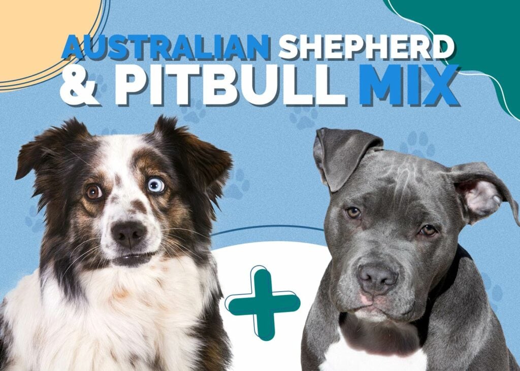 Australian Shepherd Pit Bull Mix