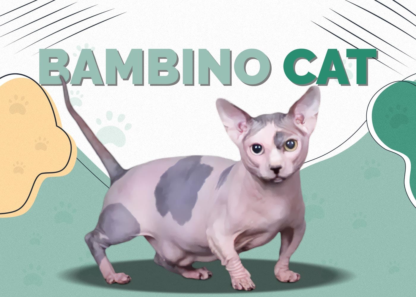 Bambino Cat (Hairless Sphynx & Munchkin Cat Mix)