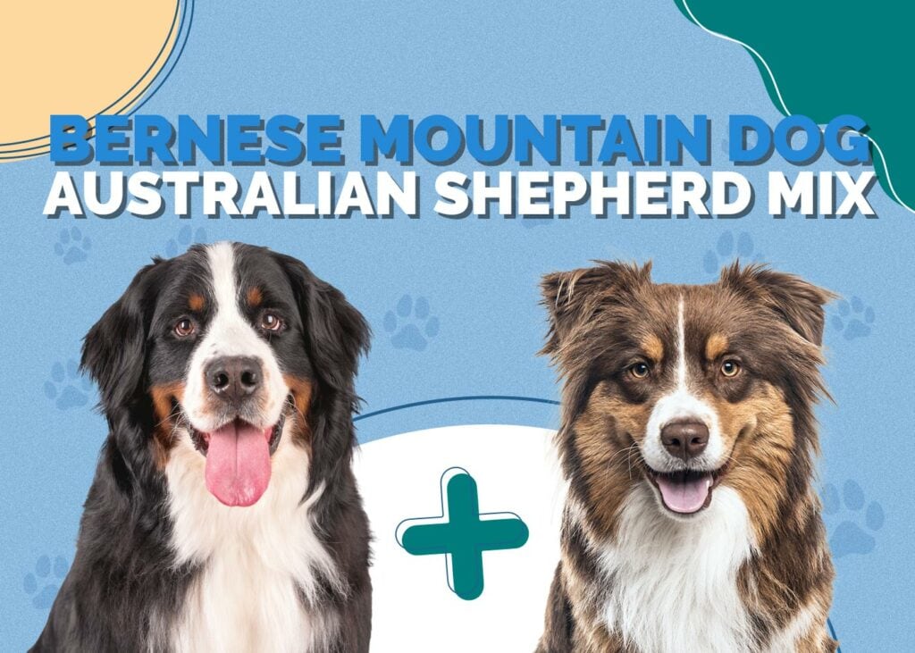 Bernese Mountain Dog Australian Shepherd Mix