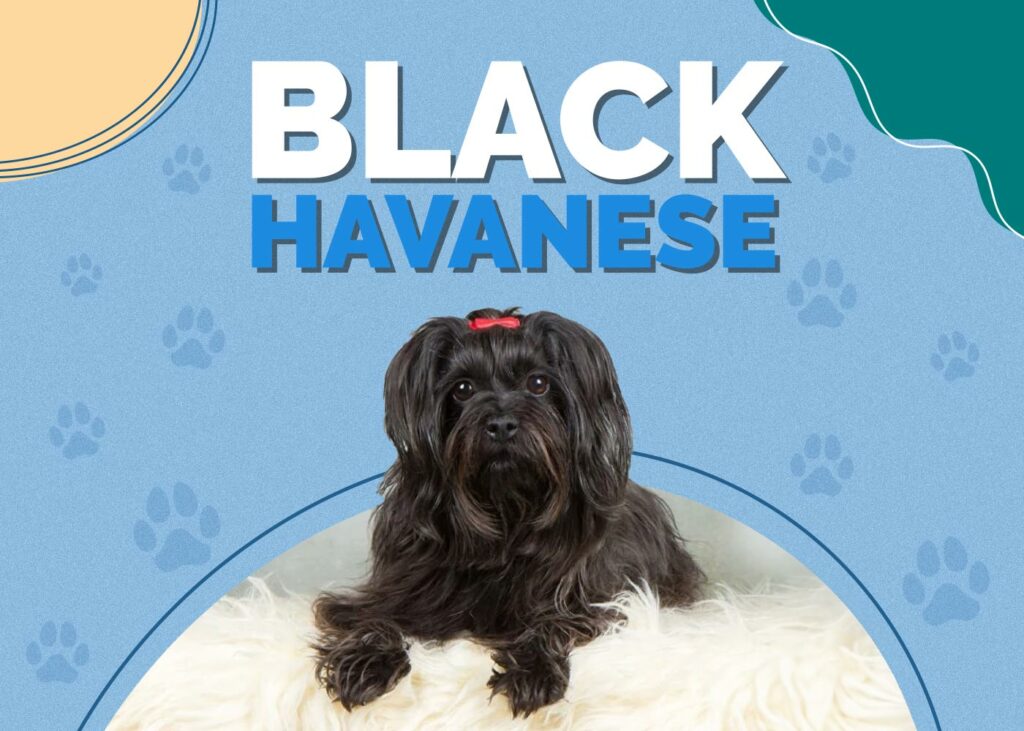 Black Havanese