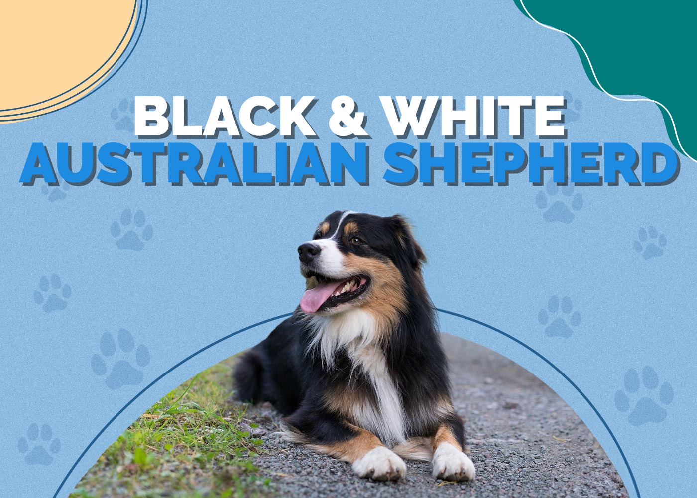 Black & White Australian Shepherd