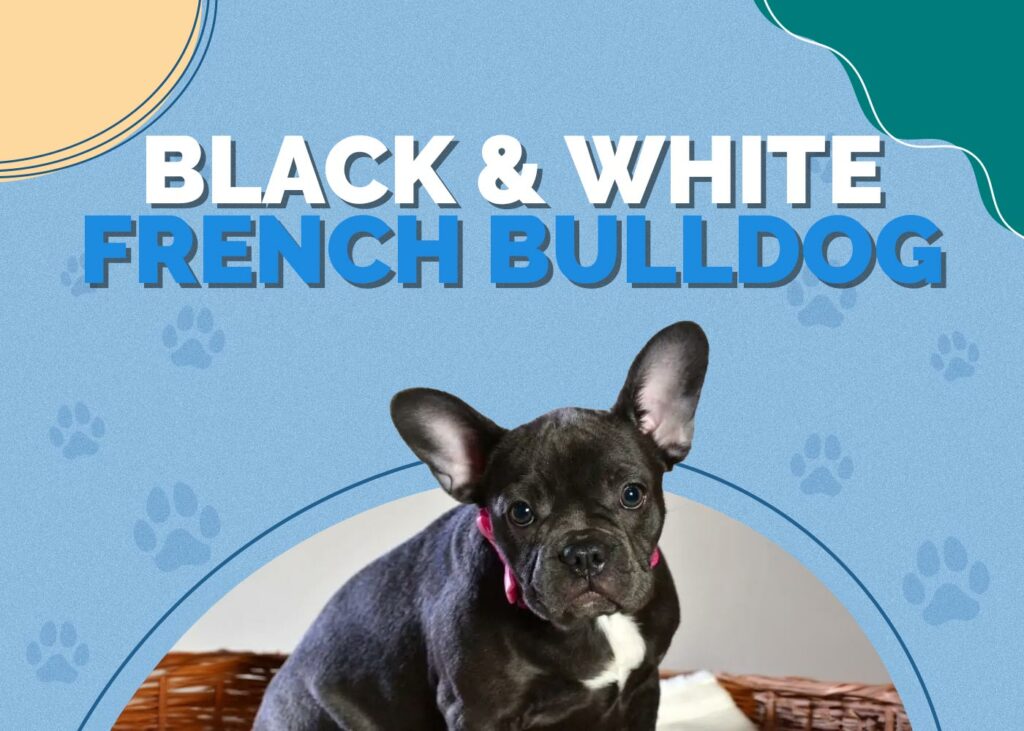 Black and White French Bulldog