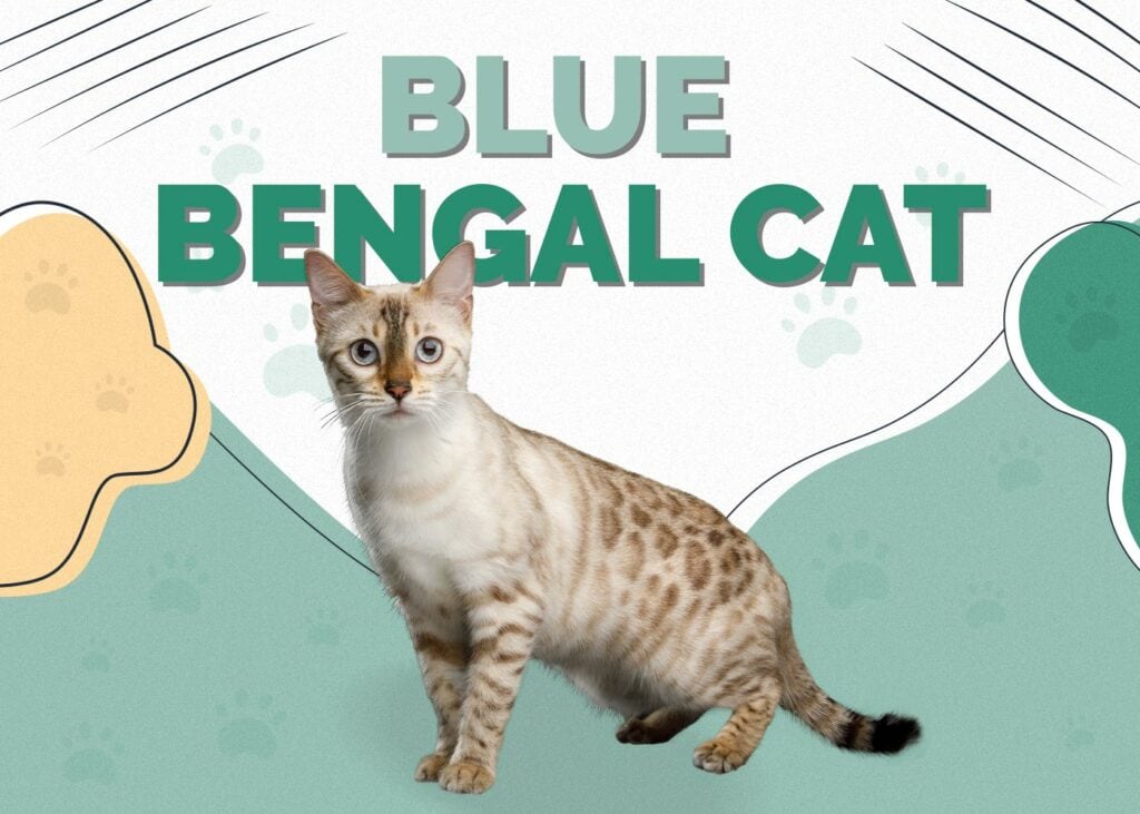 Blue Bengal Cat