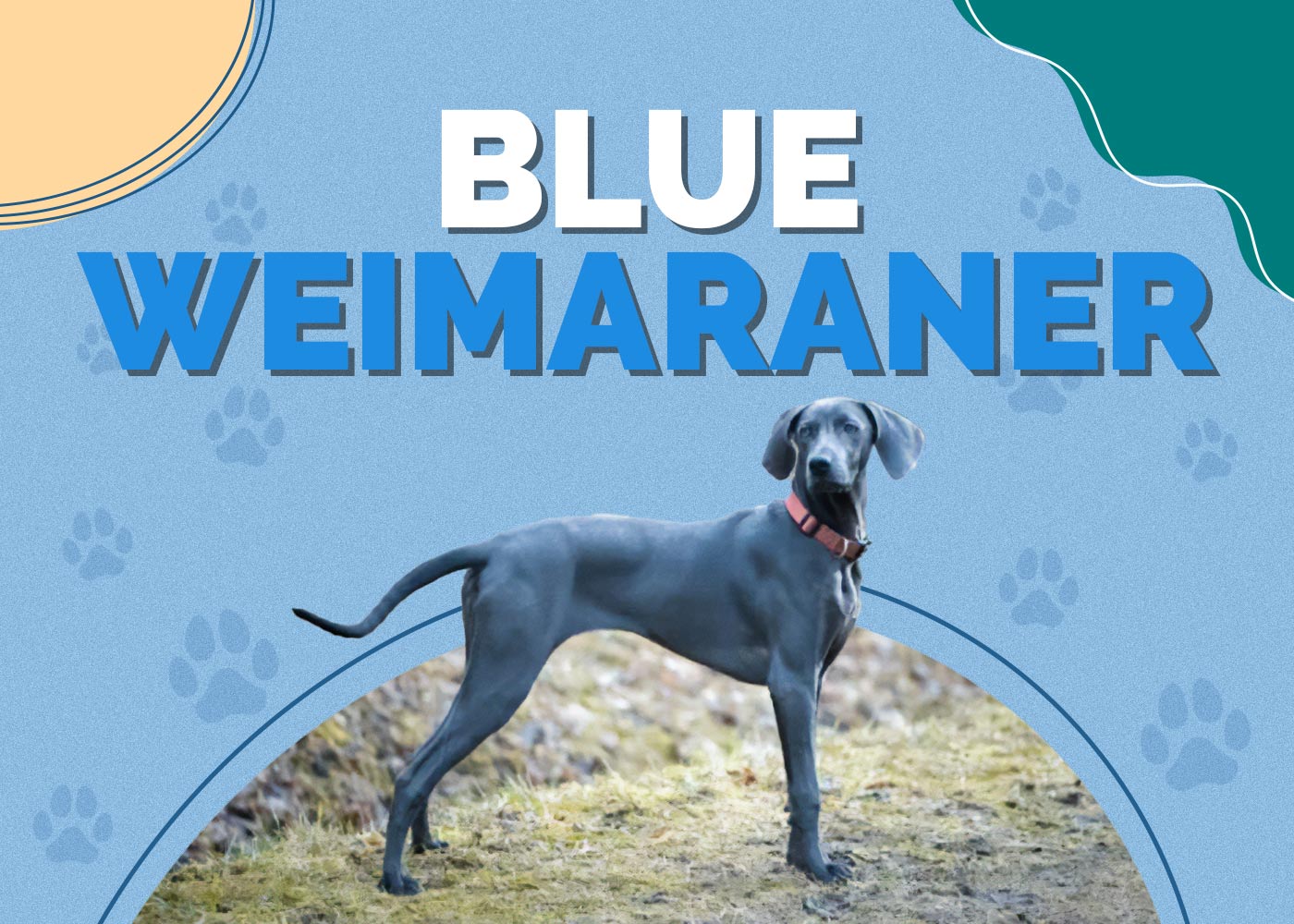Blue Weimaraner