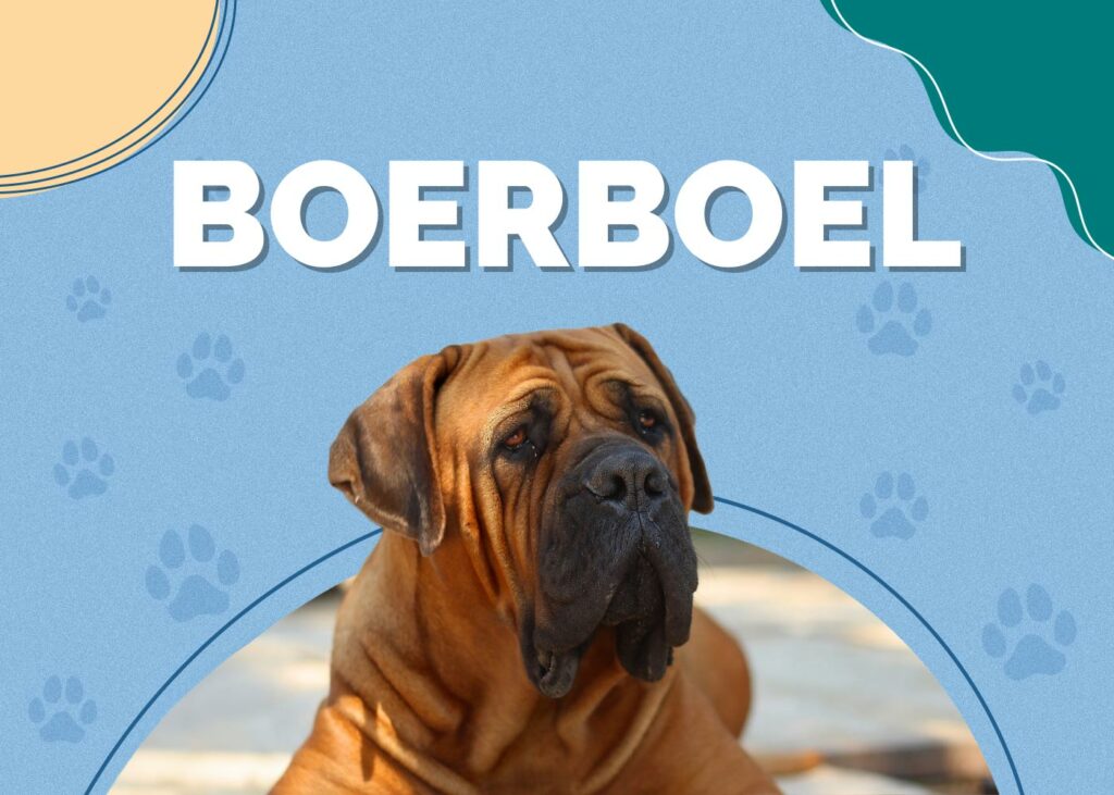 Boerboel Dog
