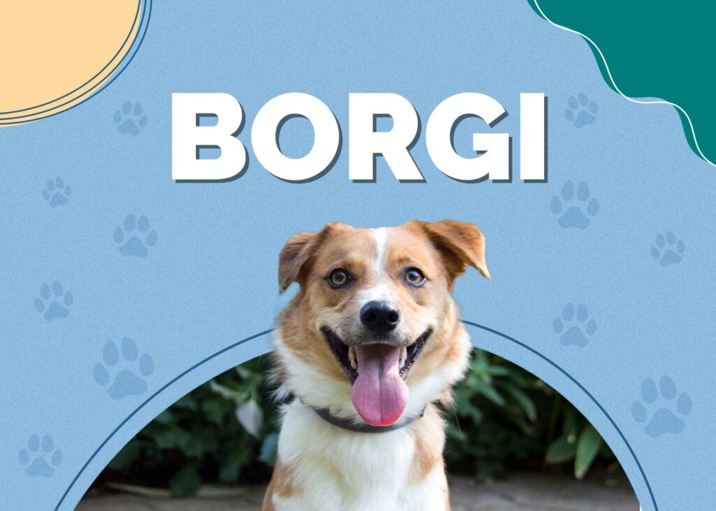 Borgi (Border Collie & Corgi Mix)