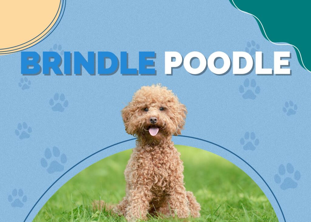 Brindle Poodle