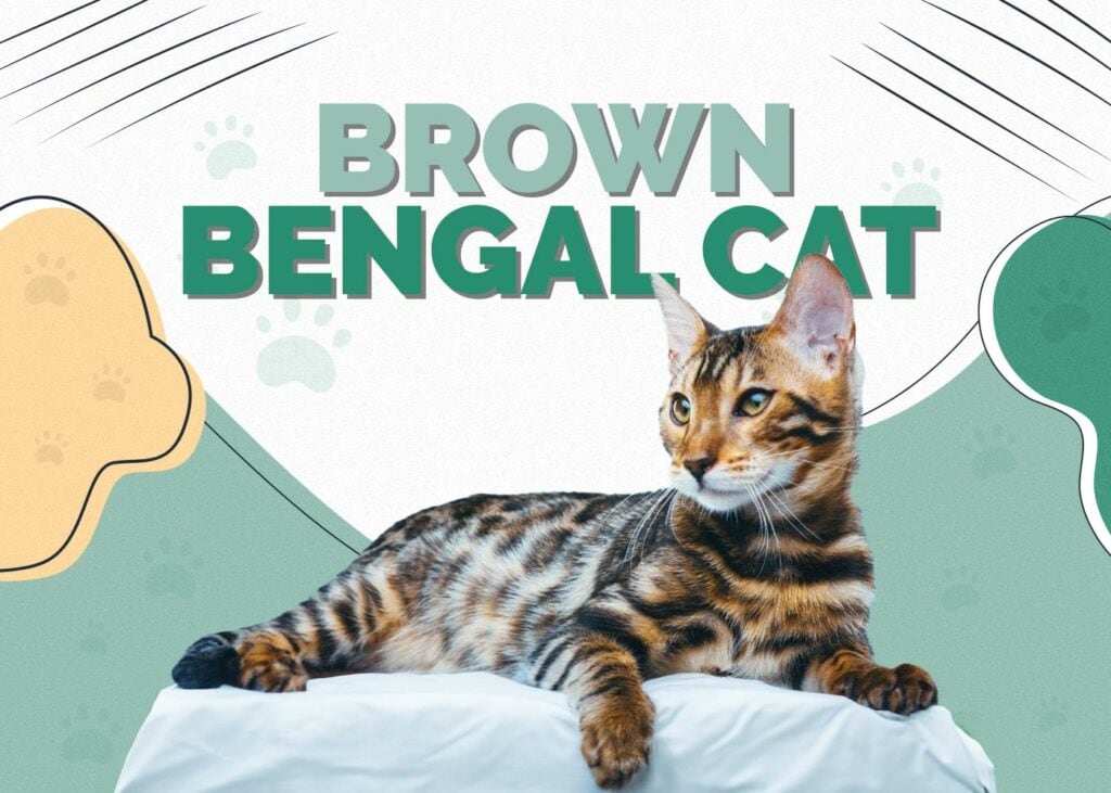 Brown Bengal Cat