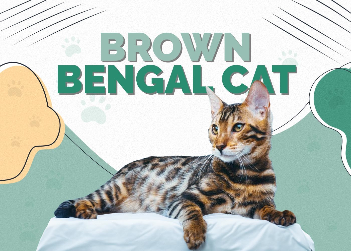 Brown Bengal Cat