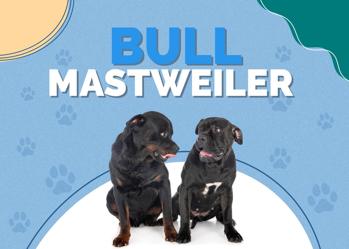 Bull Mastweiler (Bull Mastiff & Rottweiler Mix)