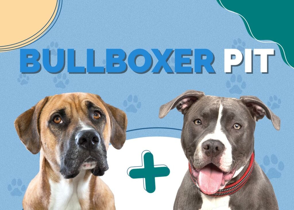 Bullboxer Pit (Pitbull & Boxer Mix)