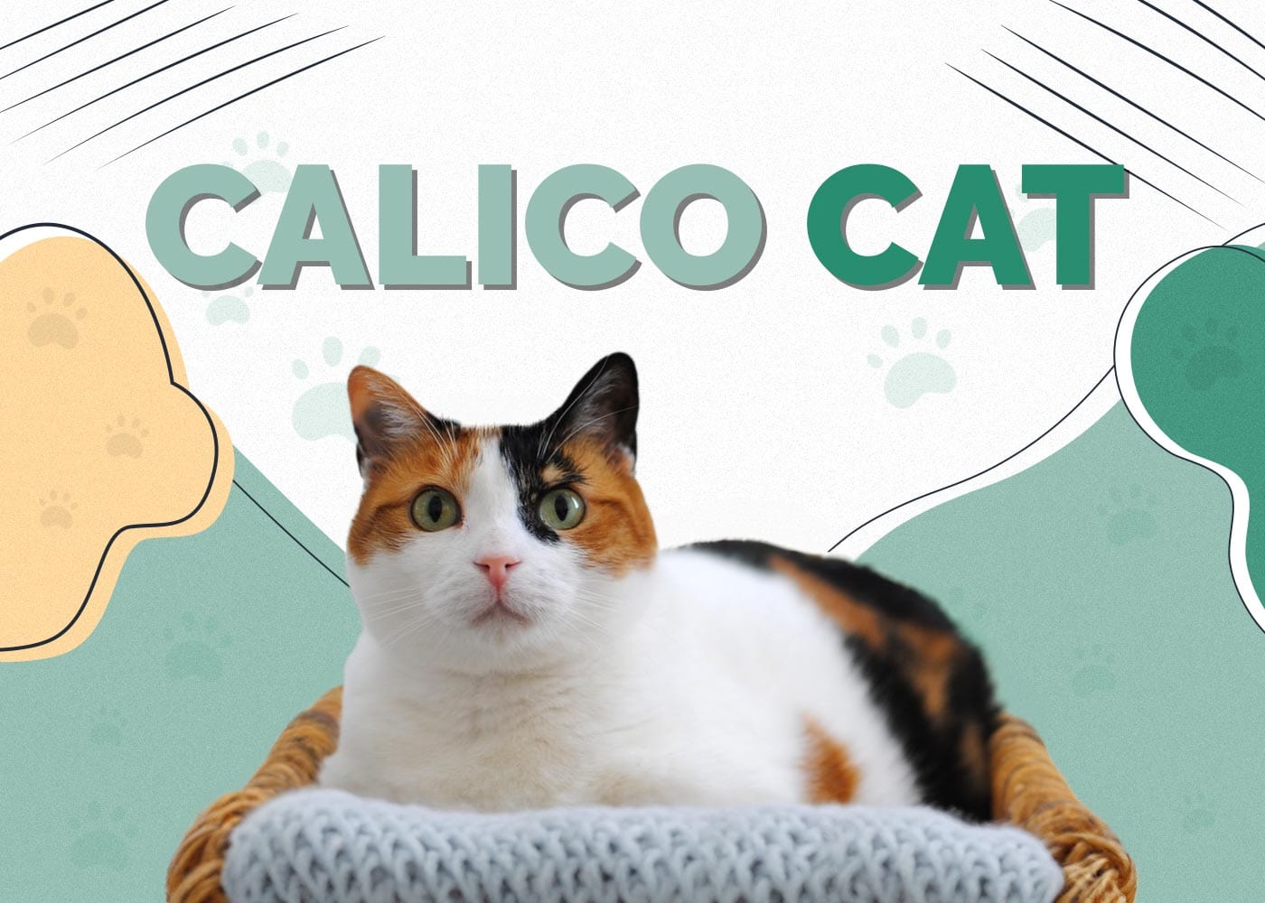 Calico Cat