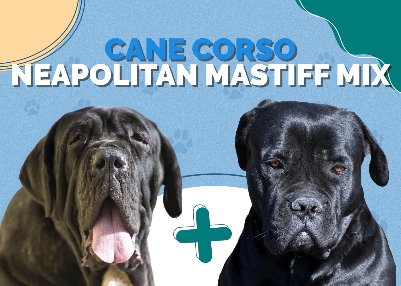 Cane Corso Neapolitan Mastiff Mix Info, Pictures, Temperament & Traits