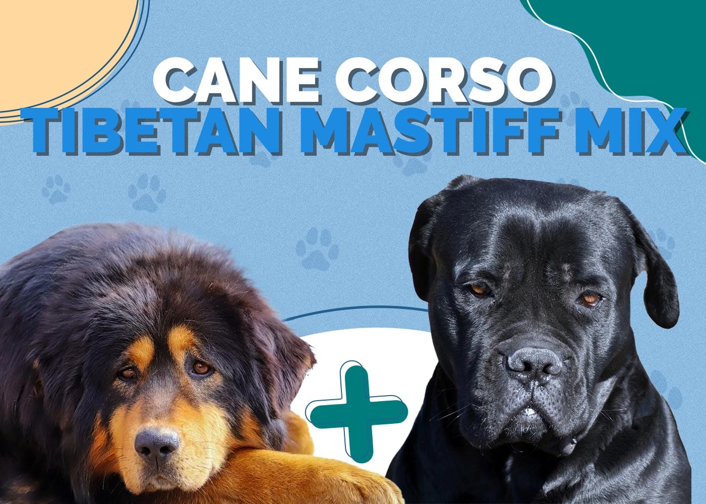 Cane Corso Tibetan Mastiff Mix