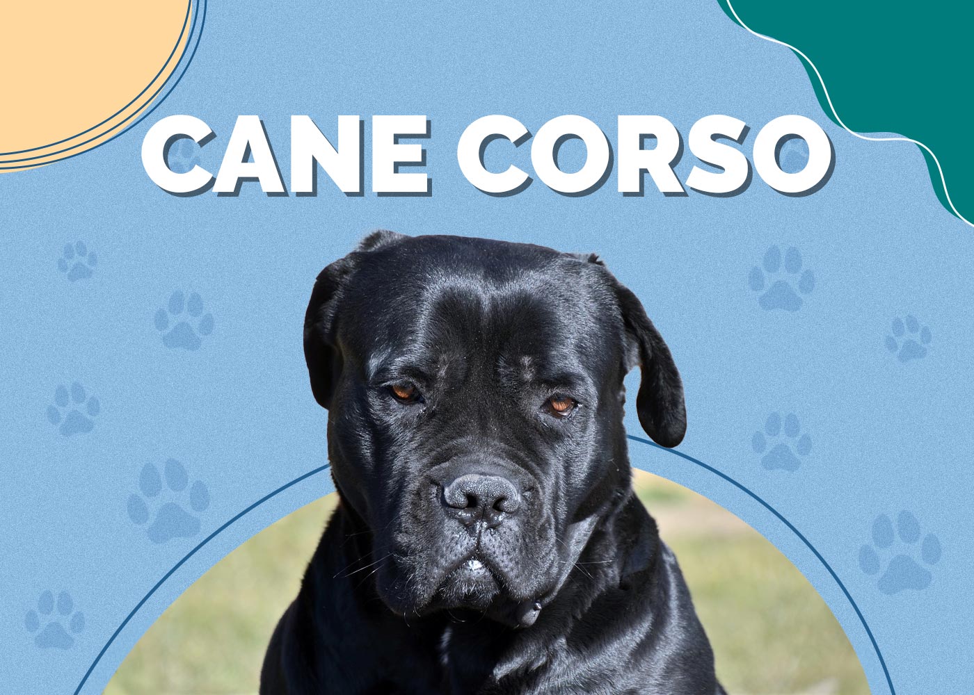 Cane Corso Dog