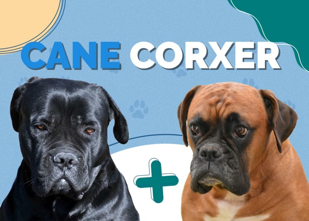 Cane Corxer (Cane Corso & Boxer Mix)
