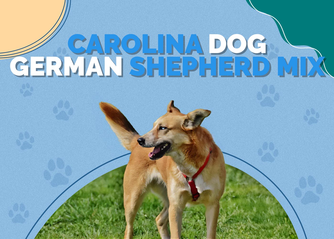 Carolina Dog German Shepherd Mix