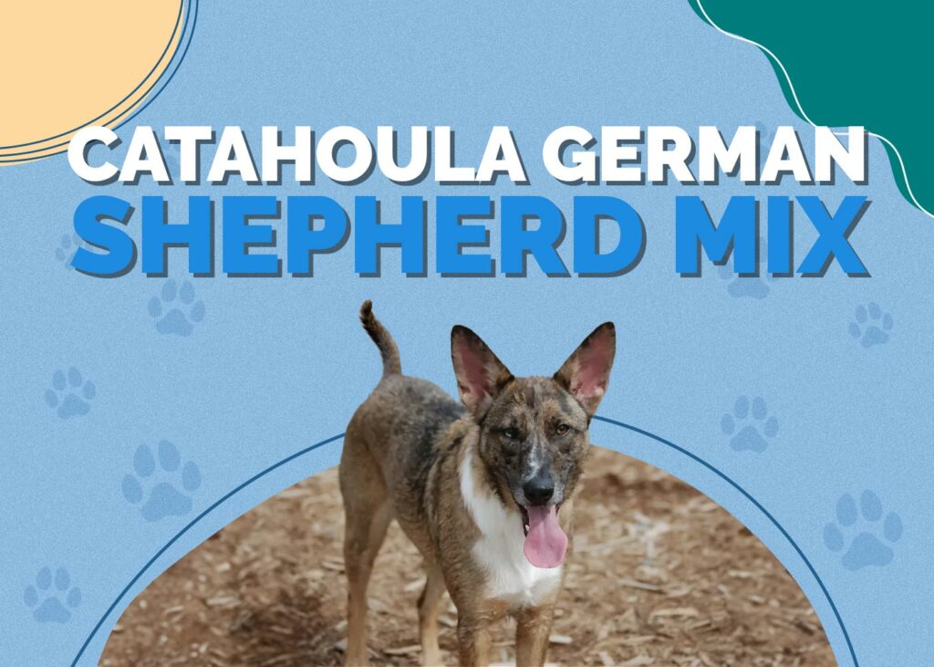 Catahoula German Shepherd Mix