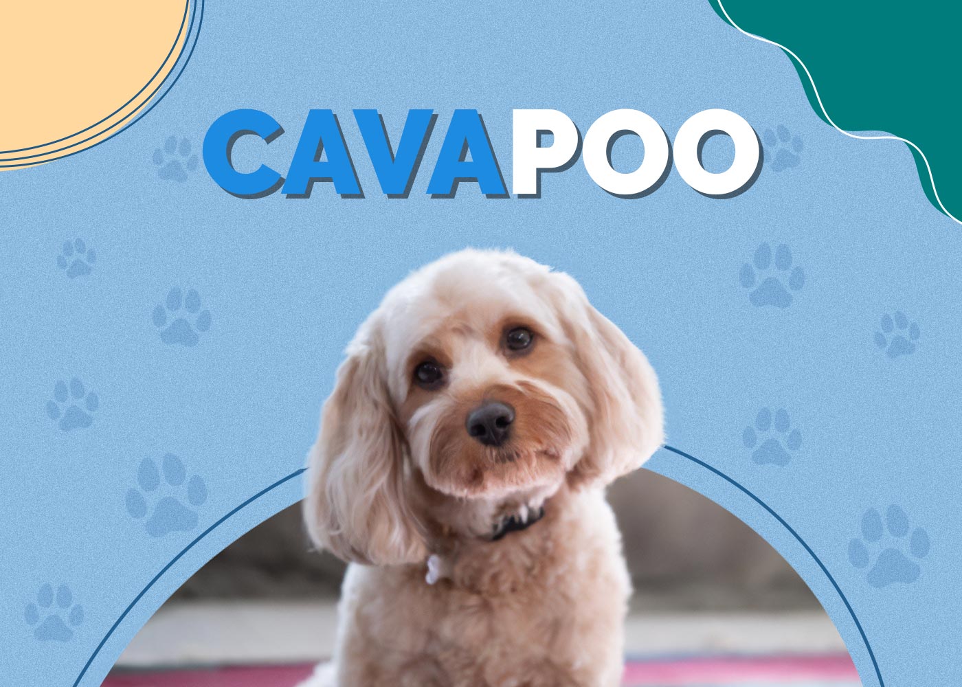 Cavapoo (Cavalier King Charles/Poodle Mix)