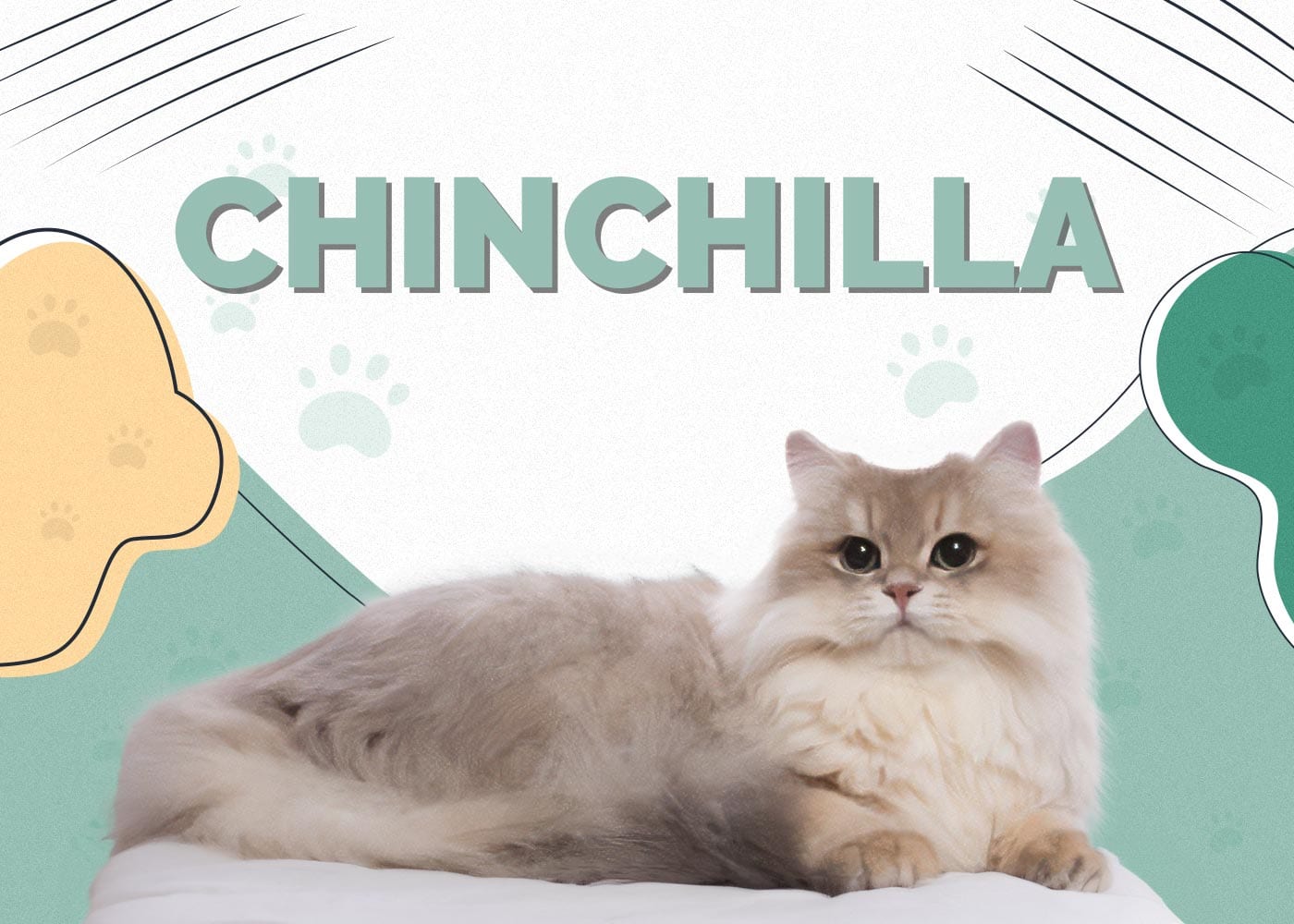 Chinchilla Cat