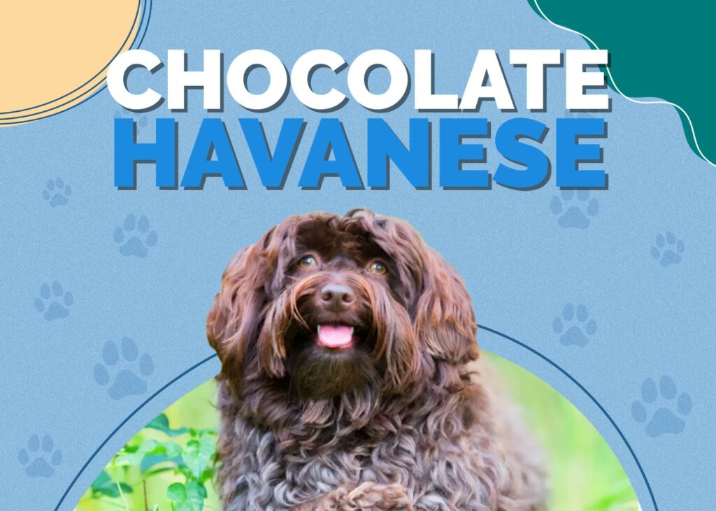 Chocolate Havanese