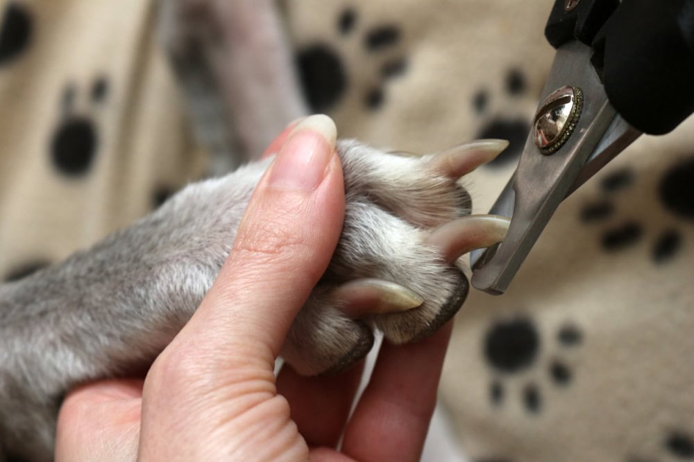 Cutting Dogs Claws or Clipping a dogs long nails