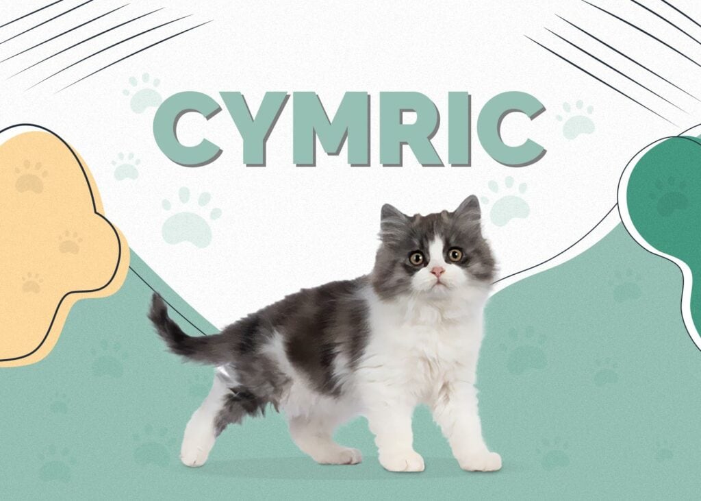 Cymric (Manx Longhair)