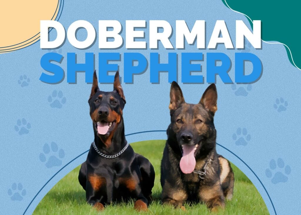 Doberman Shepherd (Doberman Pinscher & German Shepherd Mix)