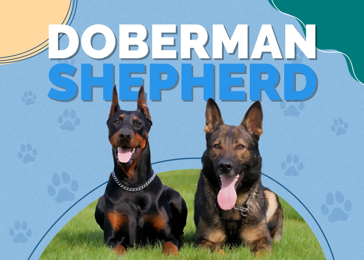 Doberman Shepherd (Doberman Pinscher & German Shepherd Mix)