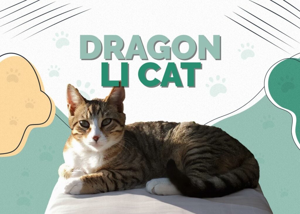 Dragon Li Cat (Chinese Li Hua)