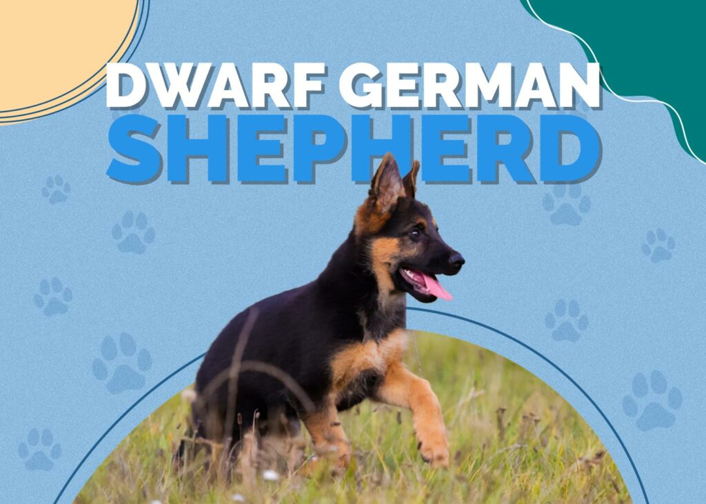 Dwarf German Shepherd