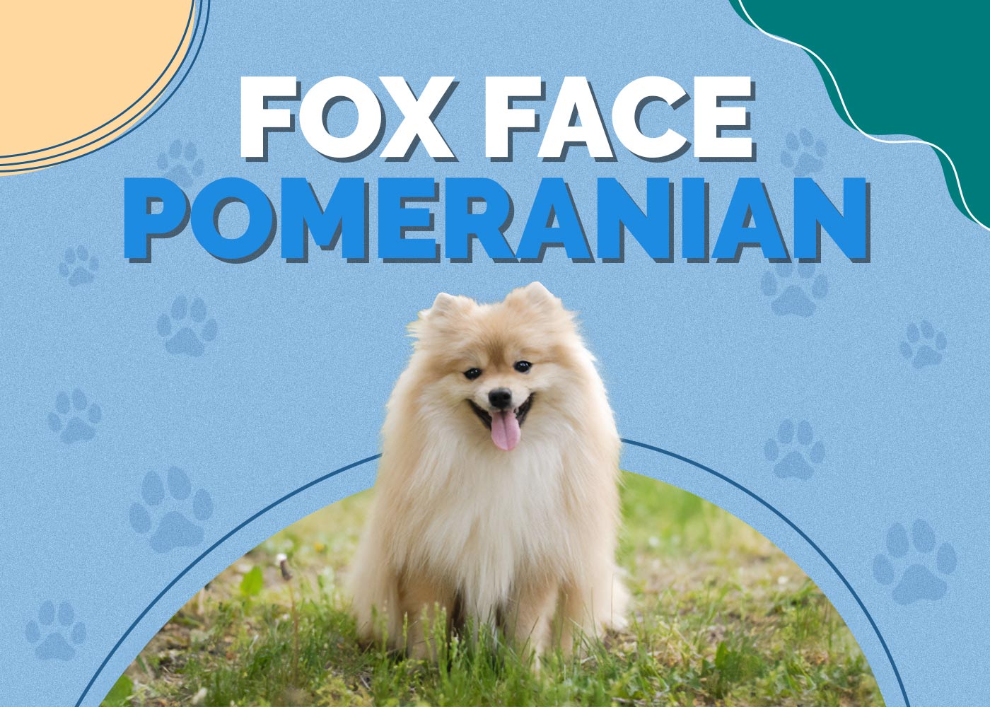 Fox Face Pomeranian
