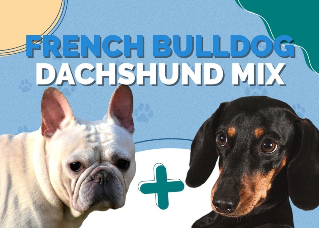 French Bulldog Dachshund Mix