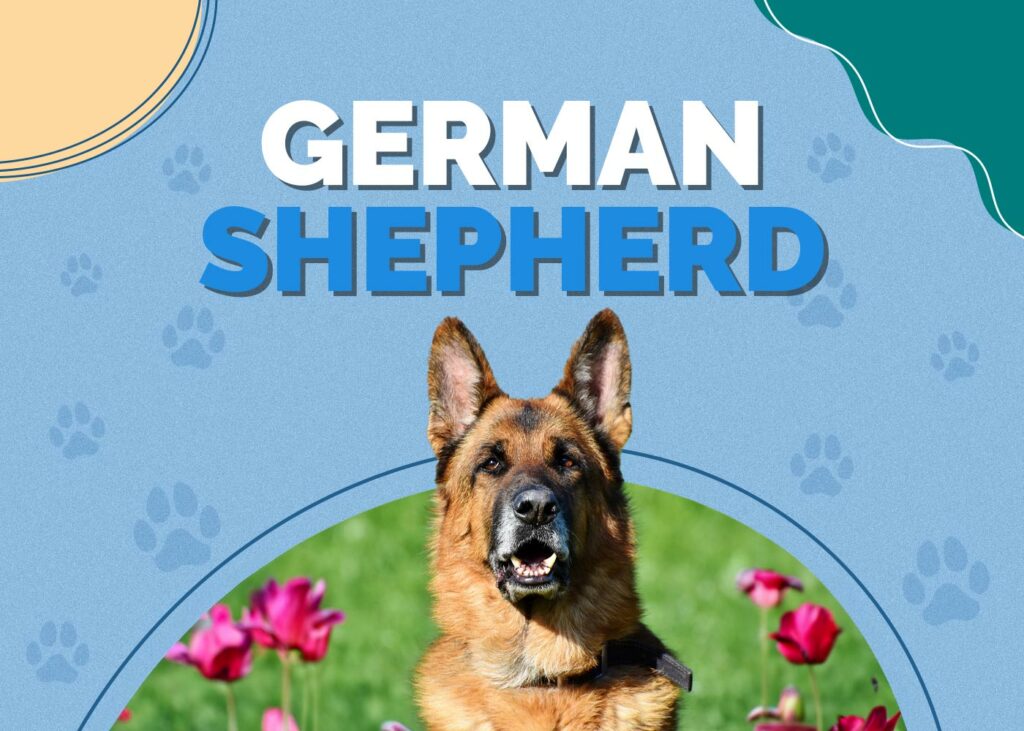 German Shepherd Dog