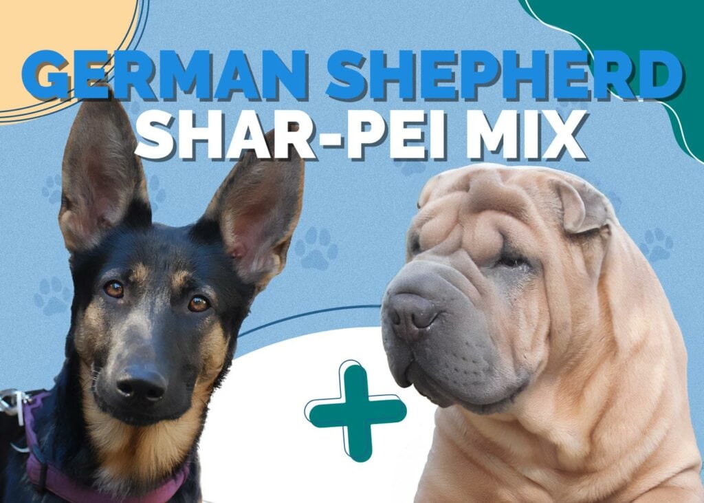 German Shepherd Shar-Pei Mix