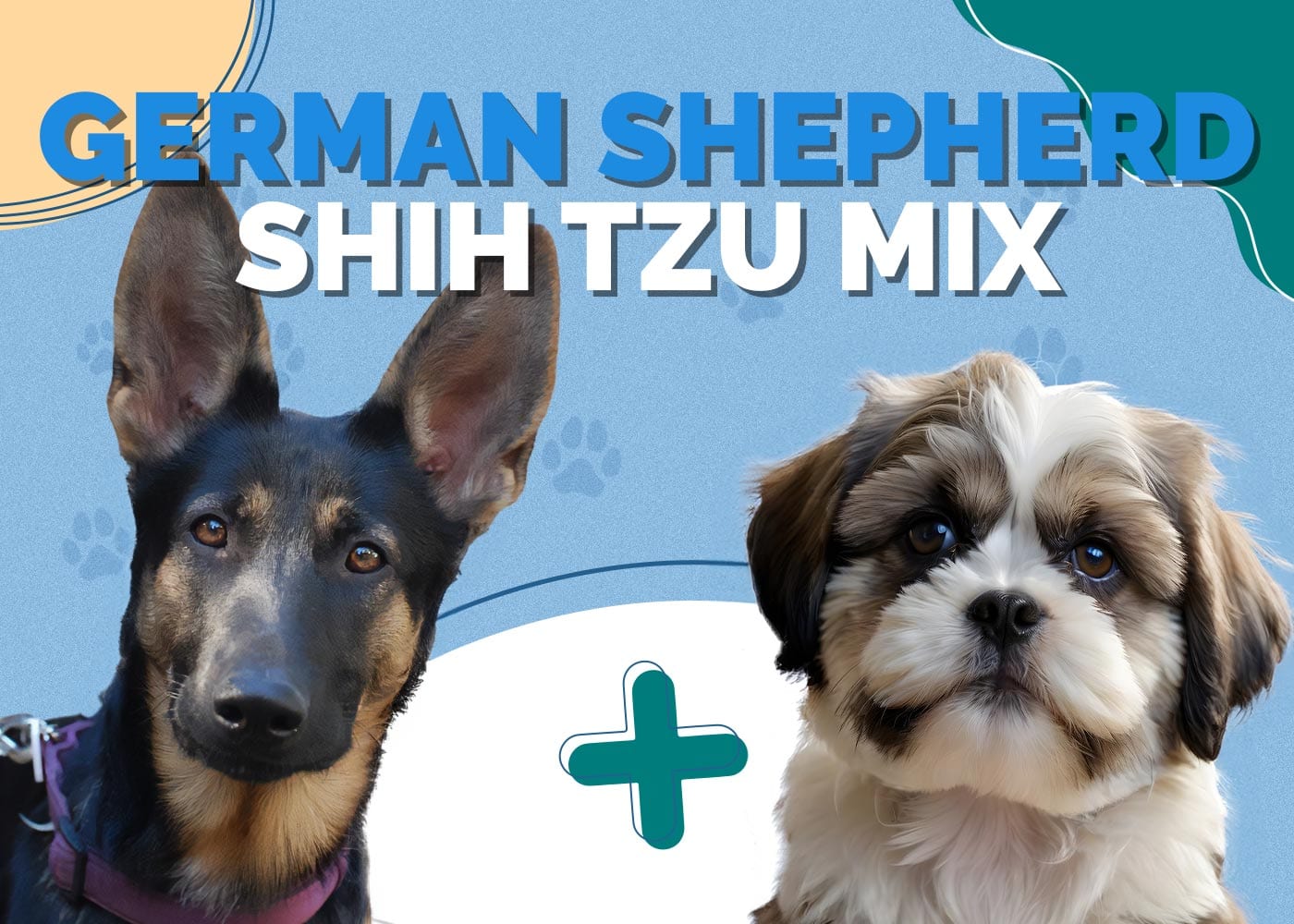 German Shepherd Shih Tzu Mix